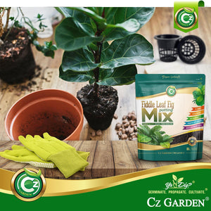 potting mix for ficus lyrata Organic Ficus Lyrata - Fiddle Leaf Fig Potting Soil Mix