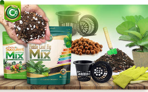 ficus lyrata potting mix Organic Ficus Lyrata - Fiddle Leaf Fig Potting Soil Mix