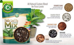 best soil for fiddle leaf figs Organic Ficus Lyrata - Fiddle Leaf Fig Potting Soil Mix
