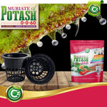 Muriate of Potash 0-0-60 Fertilizer - Pure Potassium Plant Food for Indoor/Outdoor Plants - Enhances Color, Texture, Taste, Yield of Fruit, Vegetables, Holistic Herbs, Trees
