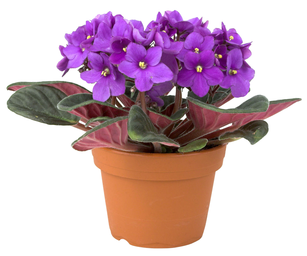 
                  
                    Organic African Violet Potting Mix Premium Grade Ingredients - Coco Peat Humus • Perlite • Vermiculite • Horticultural Charcoal to Filter Toxins and Improve Plant Growth - Cz Garden Organics
                  
                