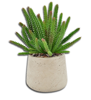 
                  
                    Organic Cactus & Succulent Mix Premium Grade Ingredients - Coco Peat Humus • Perlite • Horticultural Charcoal to Filter Toxins and Improve Plant Growth - Cz Garden Organics
                  
                