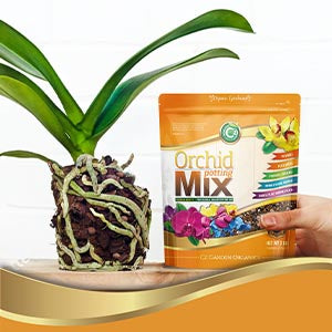 phalaenopsis potting mix recipe Organic Orchid Potting Mix