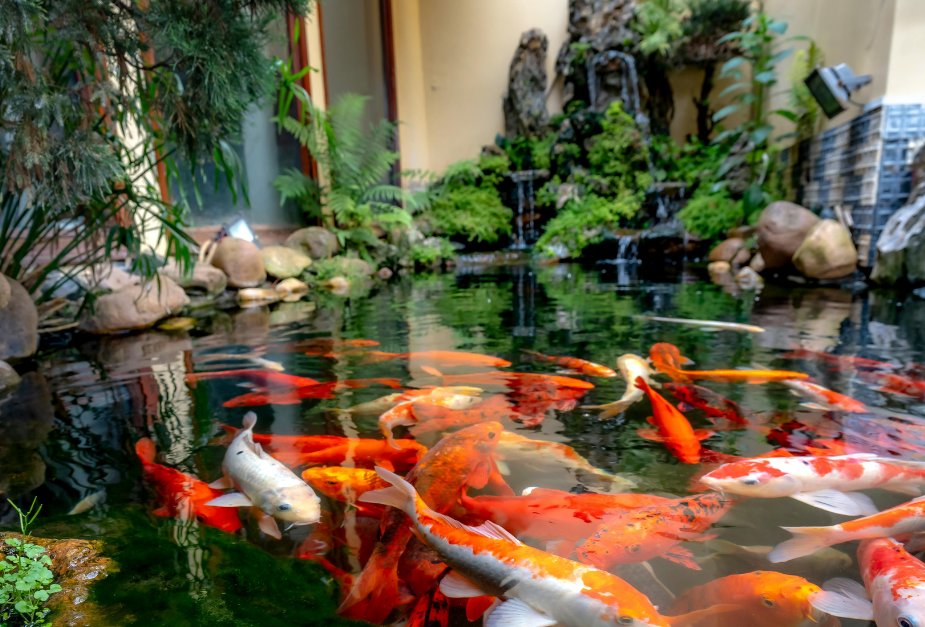 ponds-aquarium.png