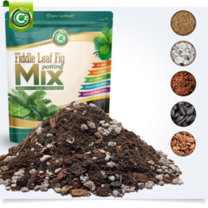 Organic Ficus Lyrata - Fiddle Leaf Fig Potting Soil Mix - Premium Grade Ingredients - Fir Bark and Biochar Activated Charcoal to Filter Toxins and Boost Immune System (Cz Garden Organics 4L)